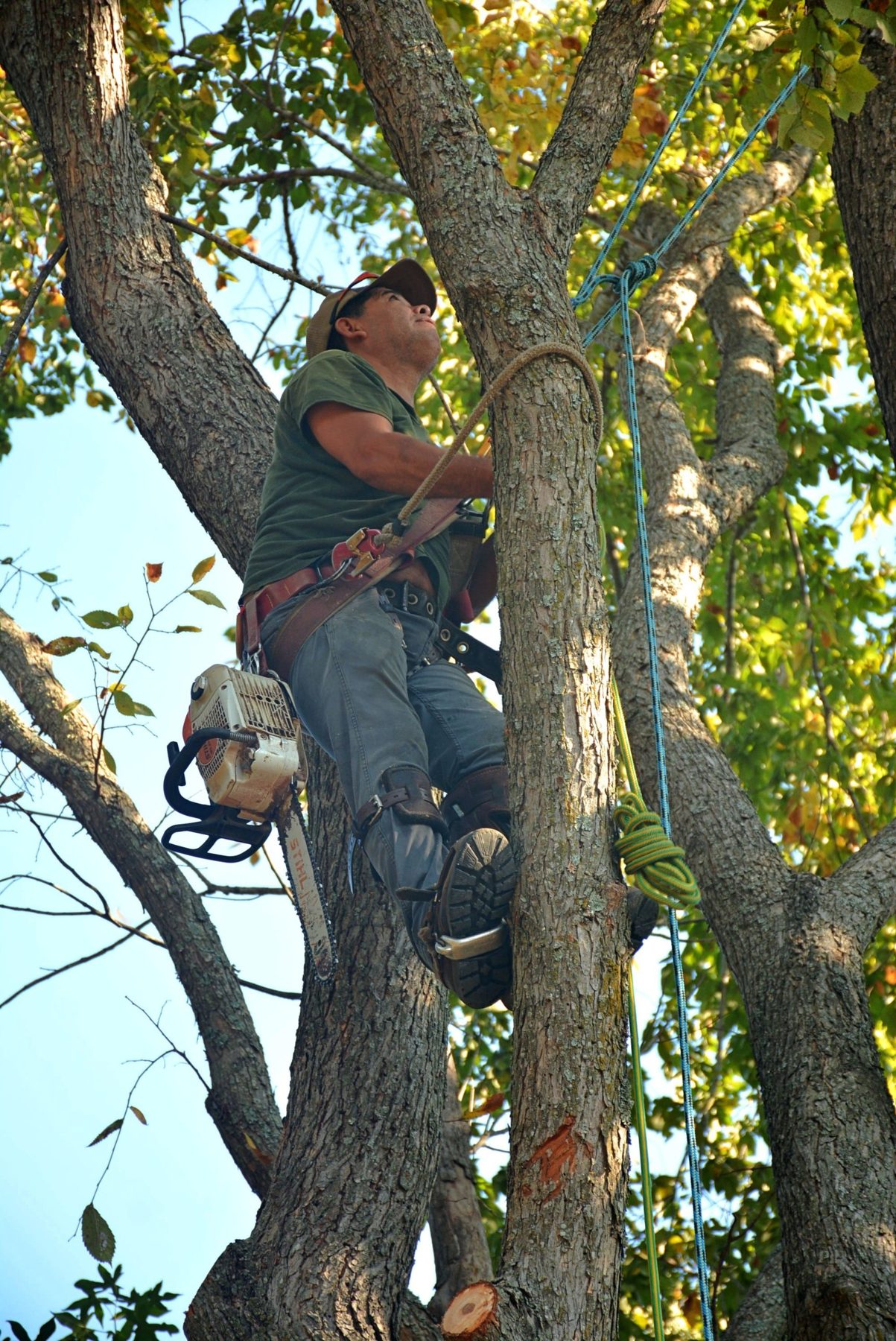 Climber in a tree with a chainsaw on his harness