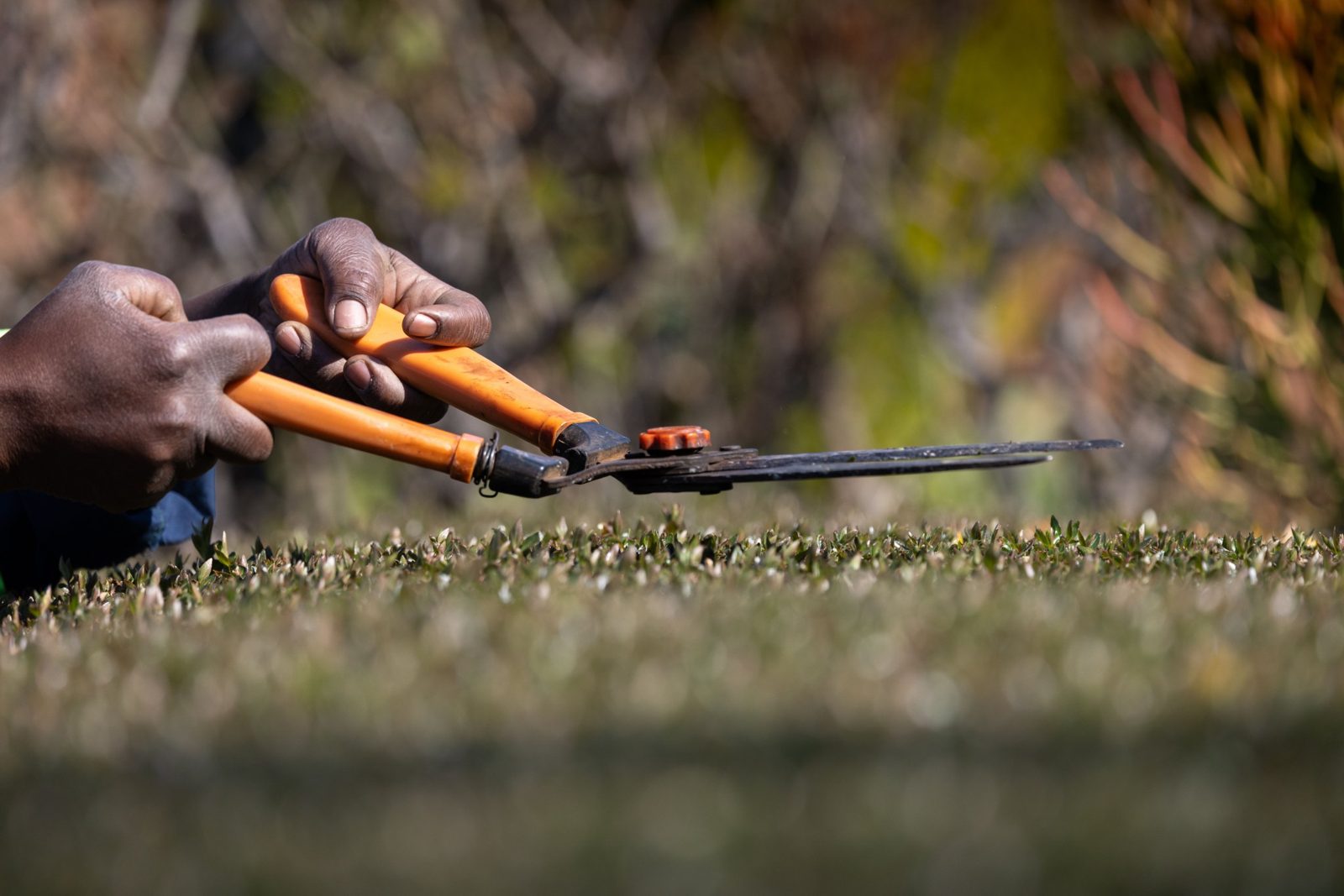 Close-up of hedge shears trimming a hedge