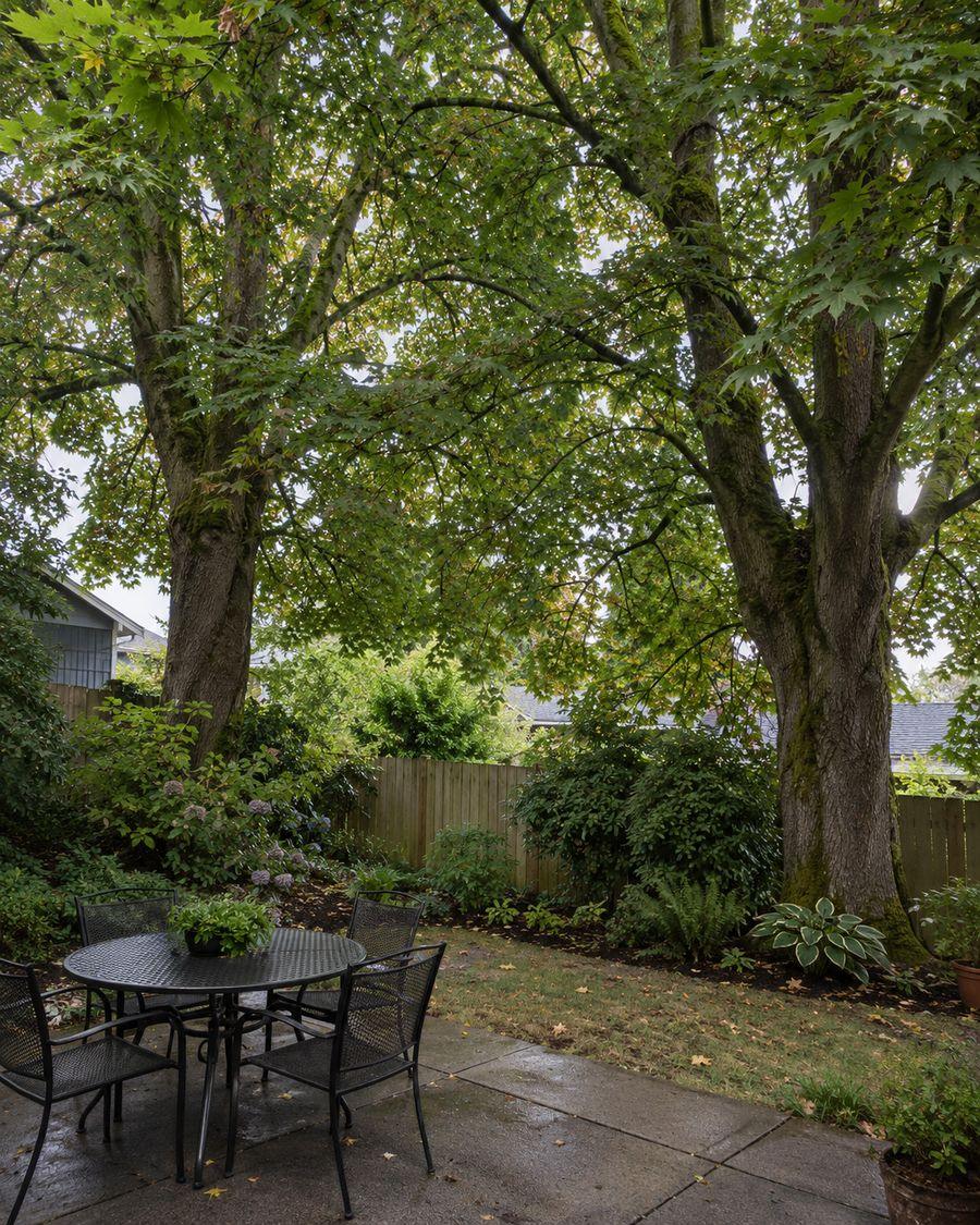 Before: Overgrown backyard maples